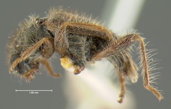 Media type: image;   Entomology 24282 Aspect: habitus lateral view